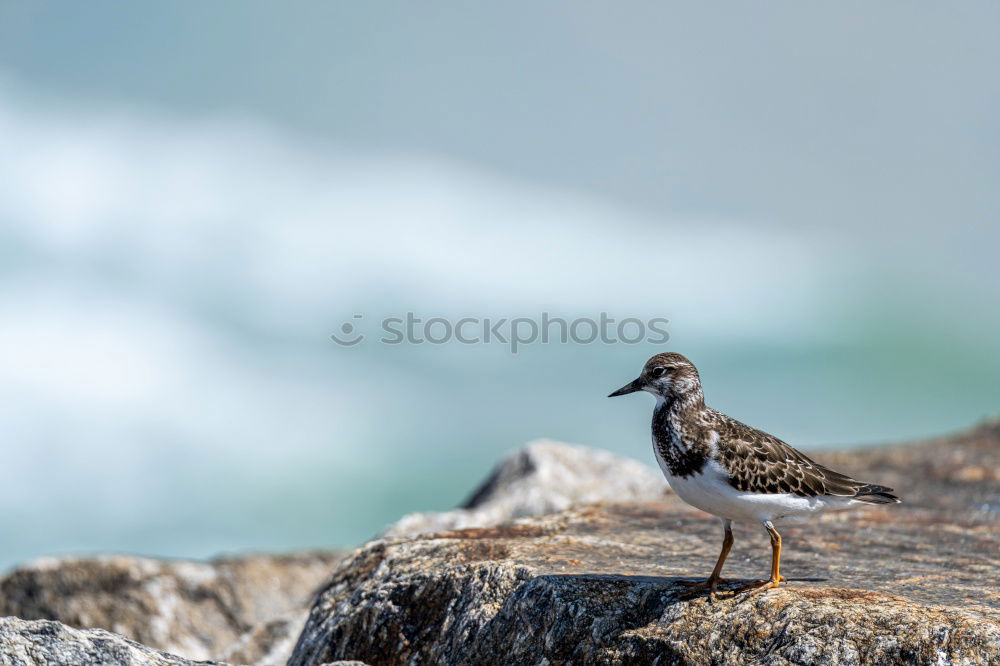 Similar – Image, Stock Photo Rock Ptarmigan Spring