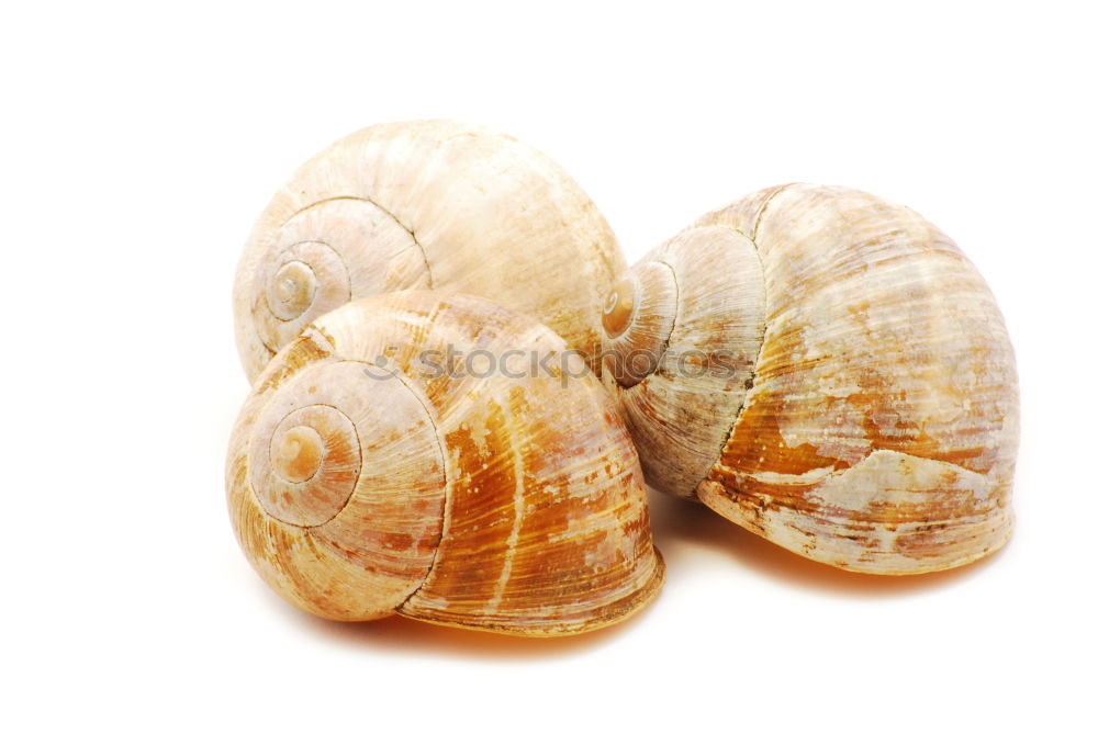 Similar – Snail Shells Design Garden