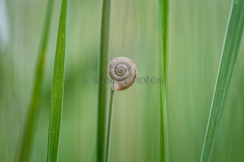 Similar – Snail shell in moss