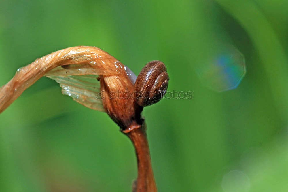 Similar – leaf Leaf Grass Green