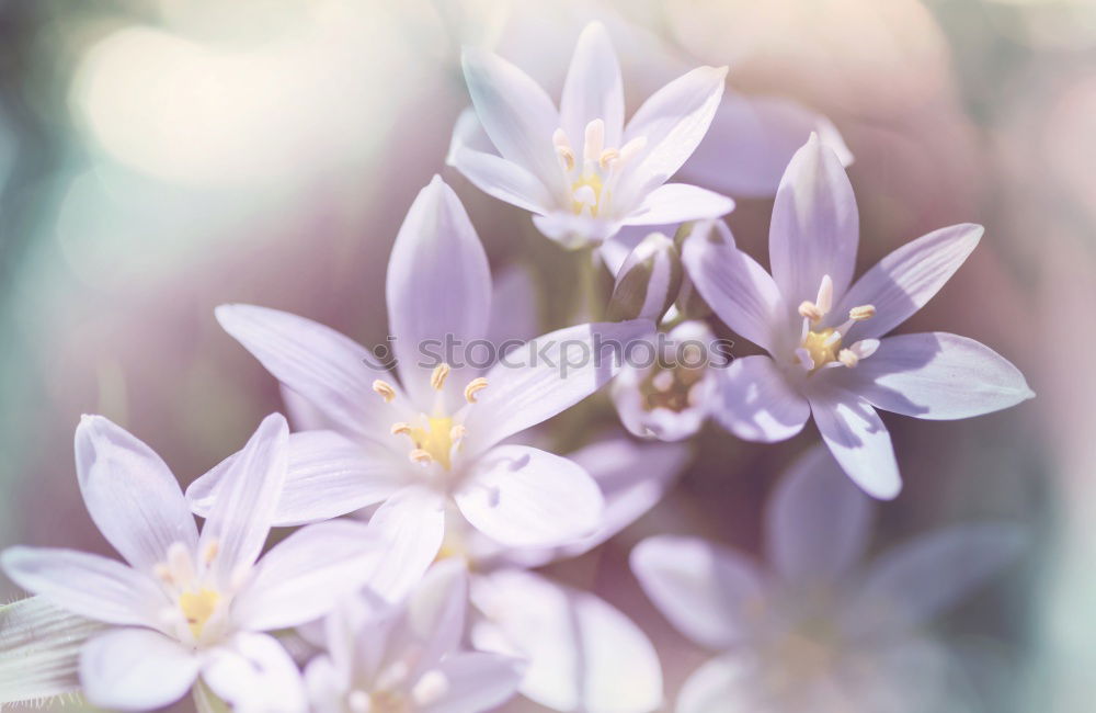 Similar – Image, Stock Photo winter goodbye Nature