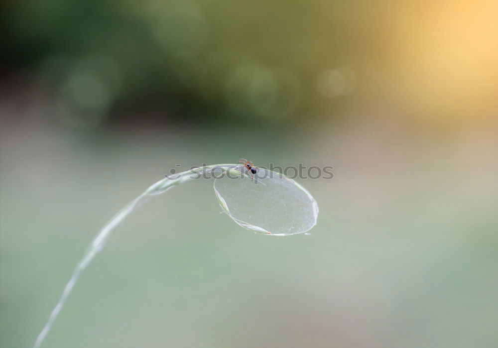 Similar – Image, Stock Photo Lady’s mantle with drops