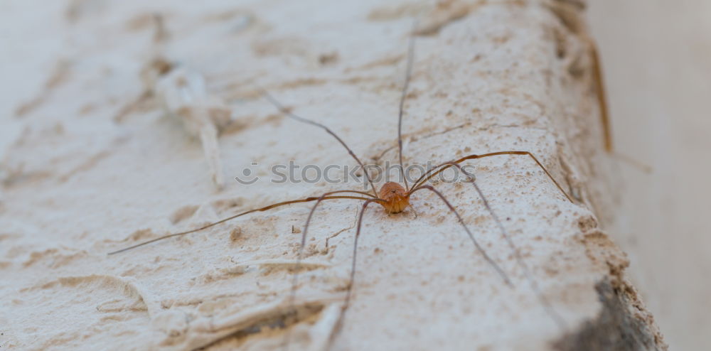 Similar – Close up of a spider and an ant