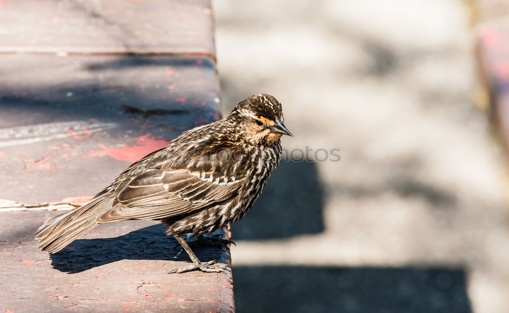 Easy prey Bird Chick