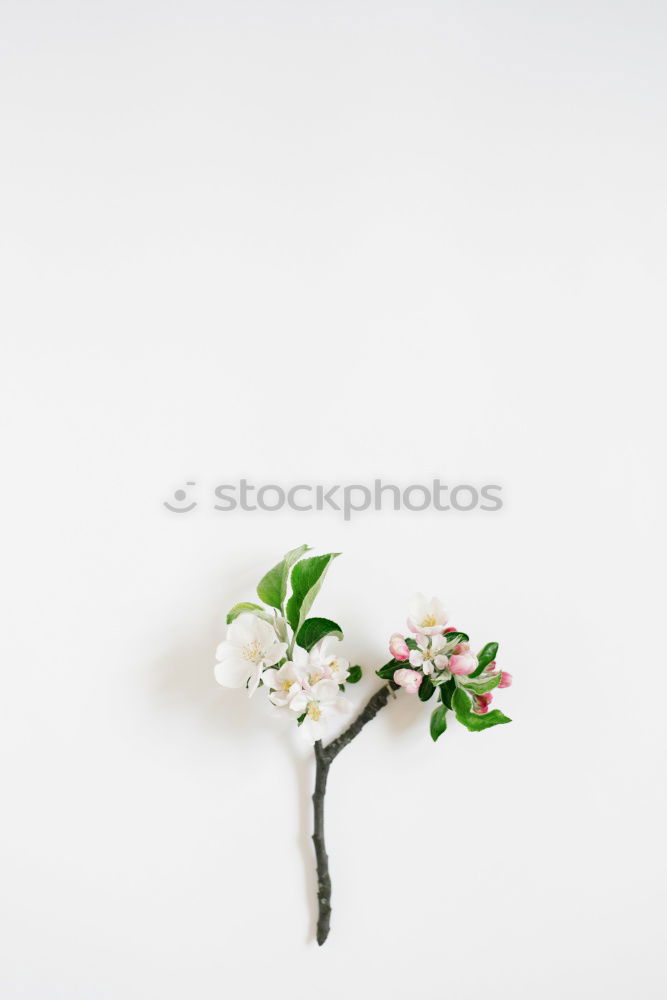 Similar – Image, Stock Photo Flower greeting III