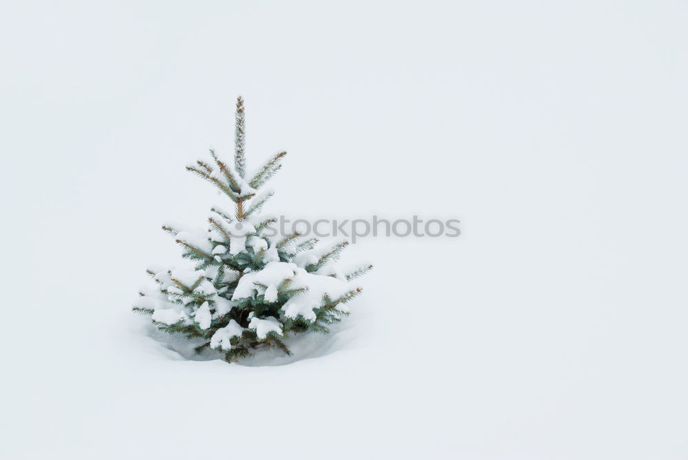 Similar – Image, Stock Photo Christmas postcard