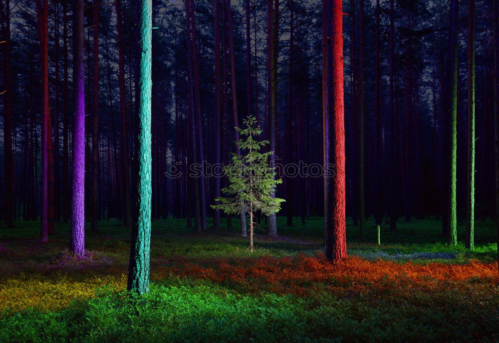 Similar – Illuminated path in the forest in Sweden with birches and deciduous trees