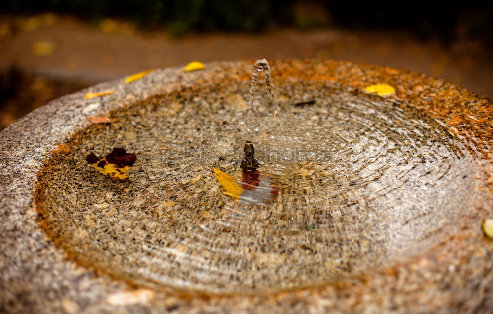 Similar – Image, Stock Photo autumn niche Nature Plant