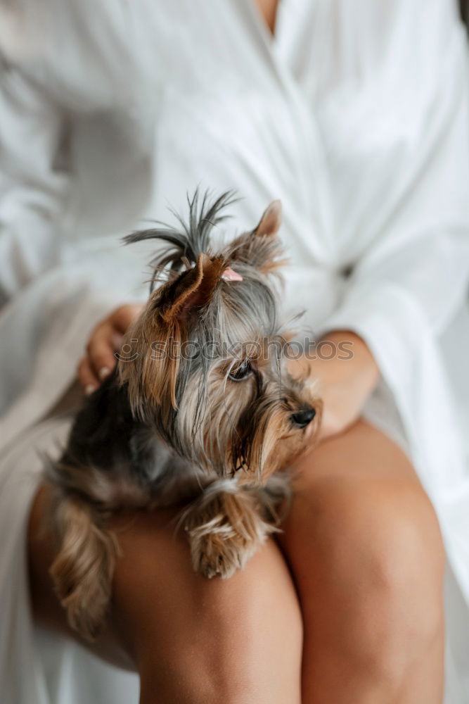 Similar – cute brown toy poodle at home with his owner