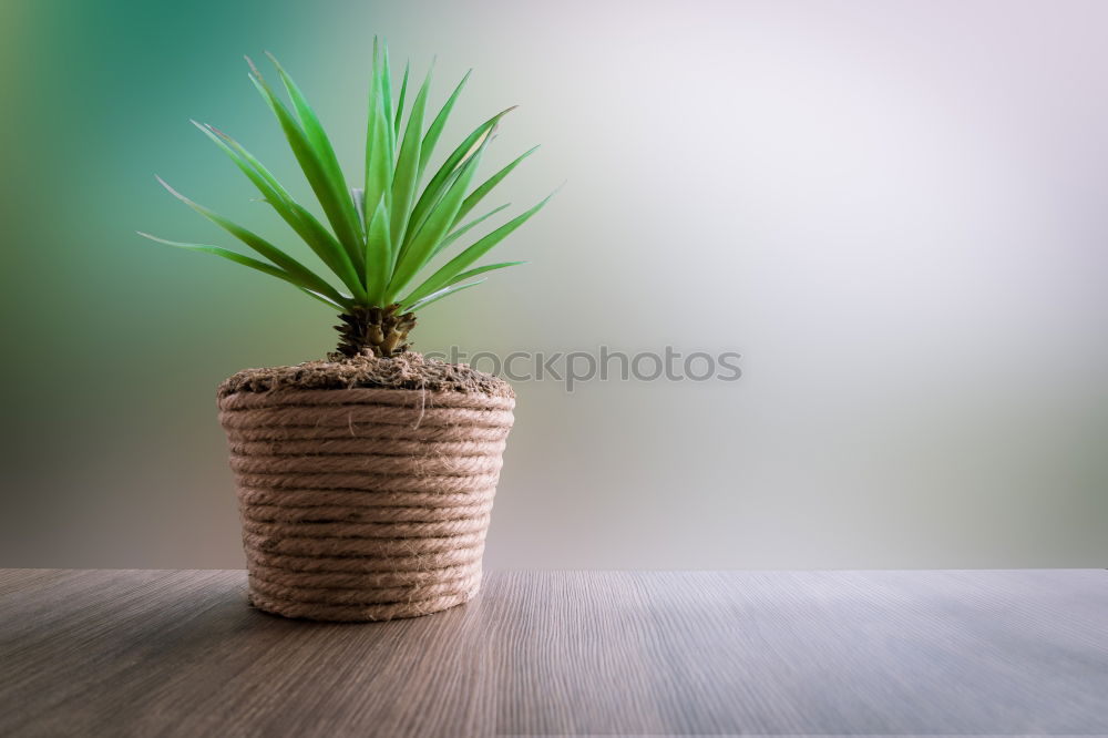 Similar – Image, Stock Photo cactus as houseplant with hanging leaves in a pot on the shelf at home