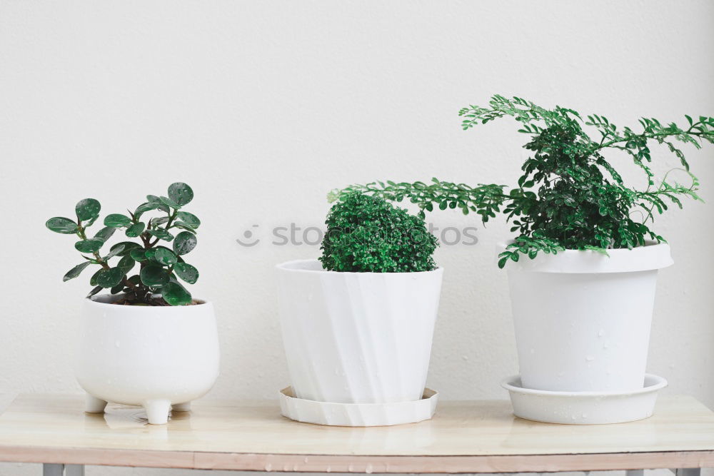 Similar – Image, Stock Photo Succulent houseplants in flower pots