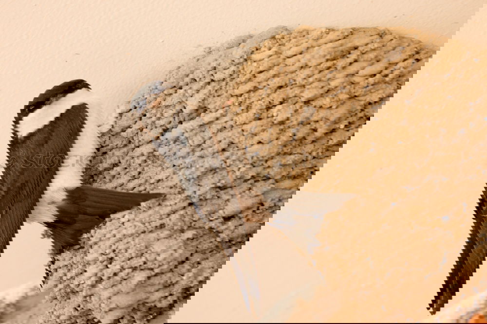 Image, Stock Photo consecrated birdbath…
