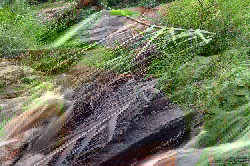 Similar – Foto Bild Schneekatastrophe im Bay. Wald