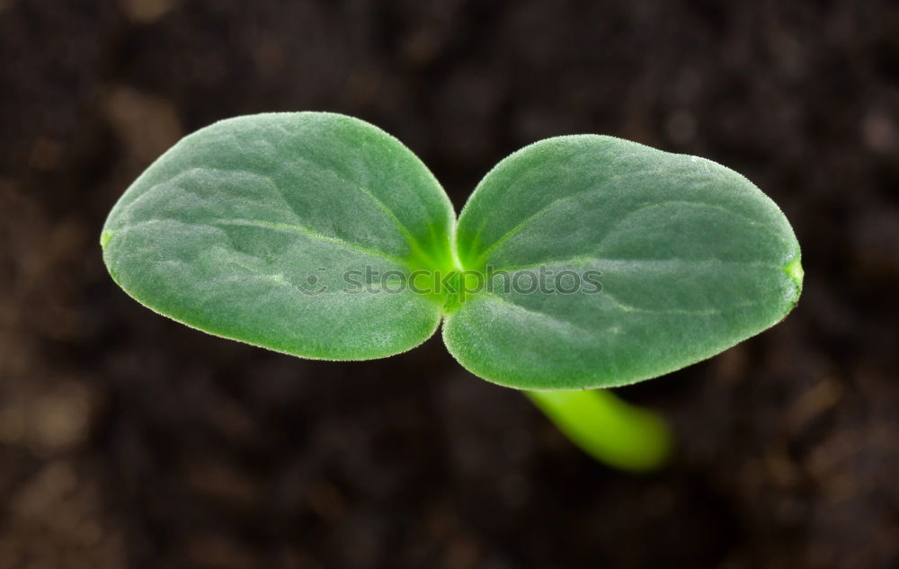 Similar – Image, Stock Photo shamrock Harmonious