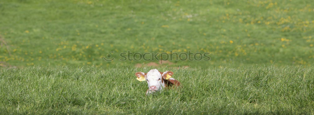 hide and seek (Capreolus capreolus)