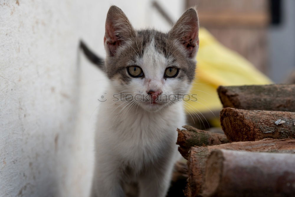 Similar – little cat dozes in hiding