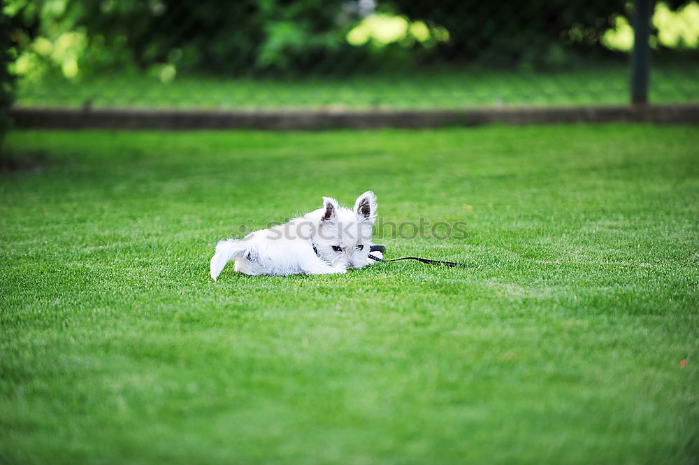 Similar – Have a break, have a bone.