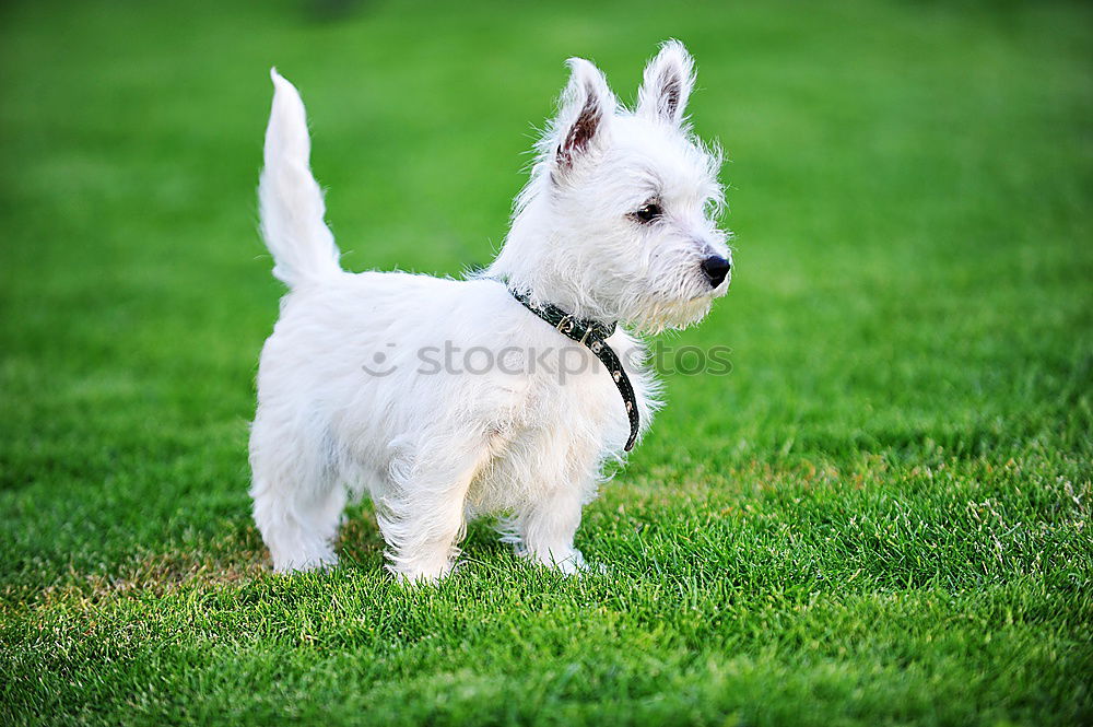 Similar – Foto Bild im park Tier Gras Park