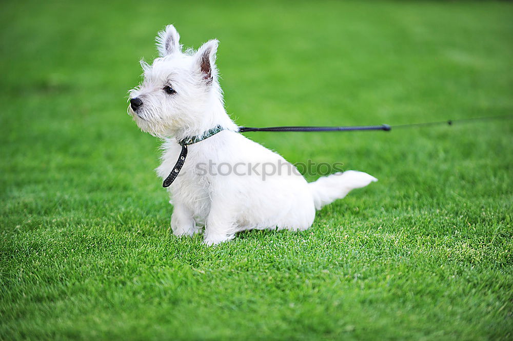 Similar – Image, Stock Photo I feeeeel good … Dog