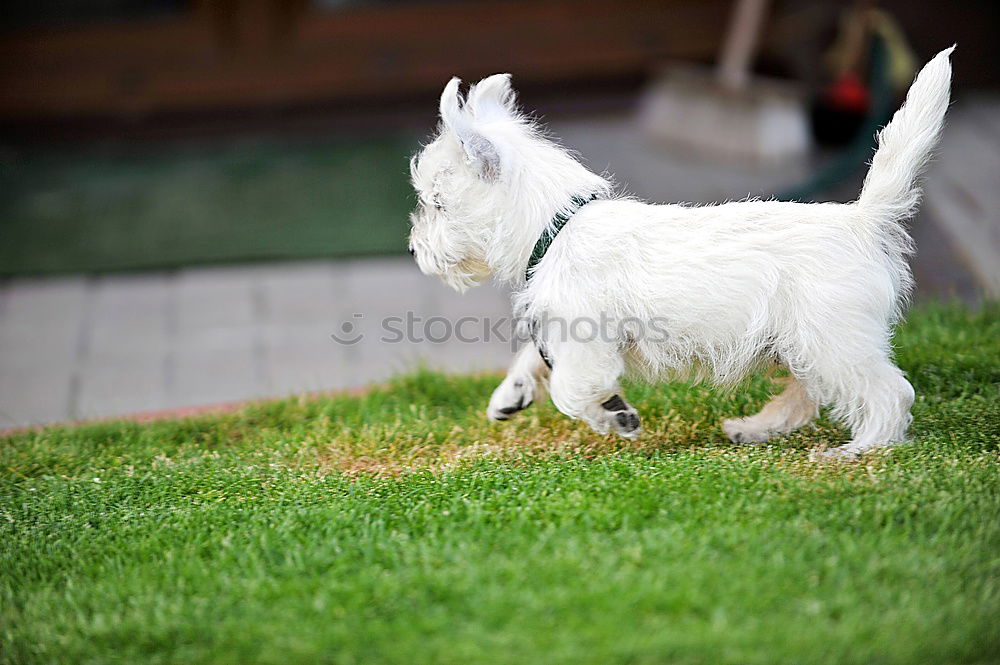 Image, Stock Photo I feeeeel good … Dog