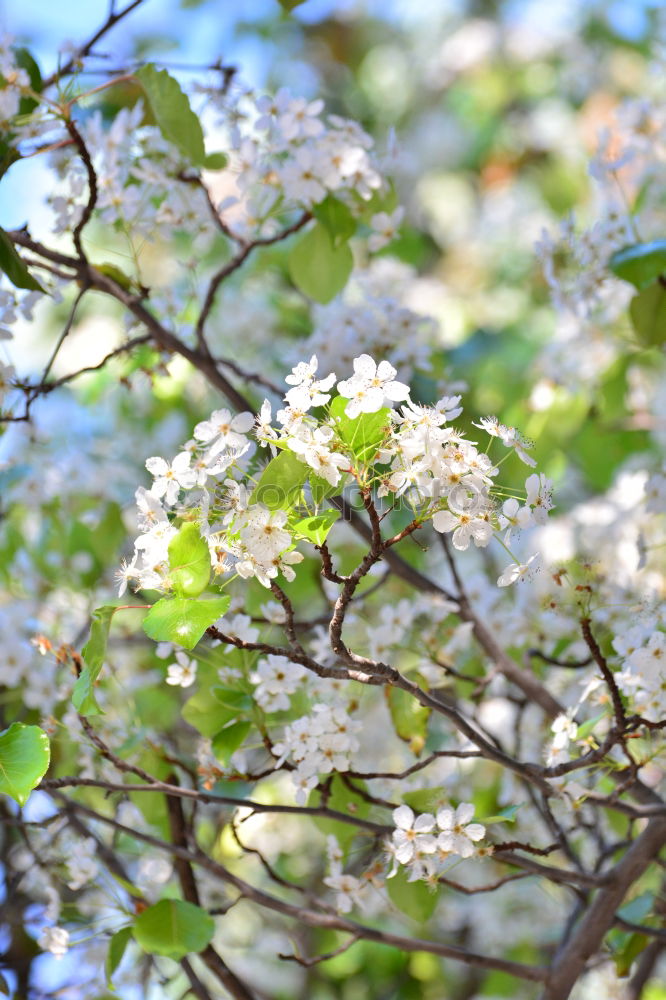 Similar – Image, Stock Photo Spring Awakening IV Maple Branch