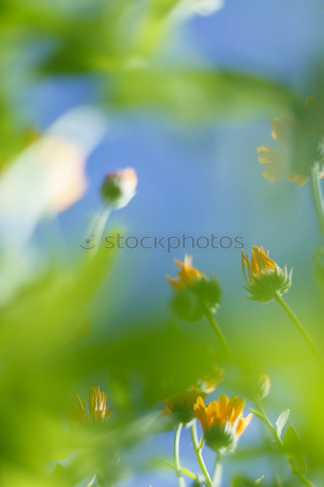 Similar – Image, Stock Photo garden world Environment