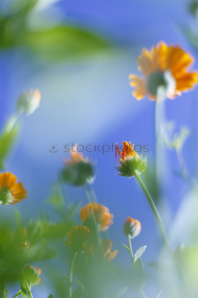 Similar – Image, Stock Photo flower meadow Spring