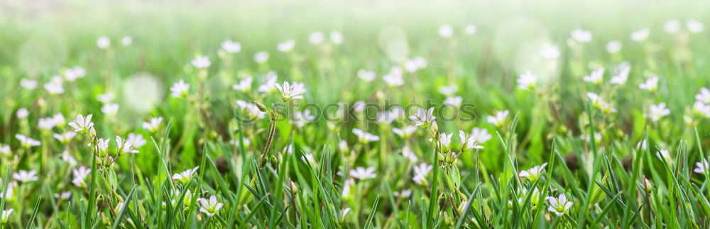 Similar – Daisies from the frog’s eye view