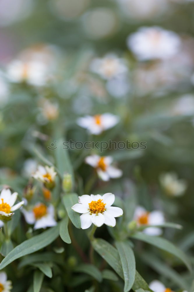 Similar – Image, Stock Photo * Plant Flower Blue Brown