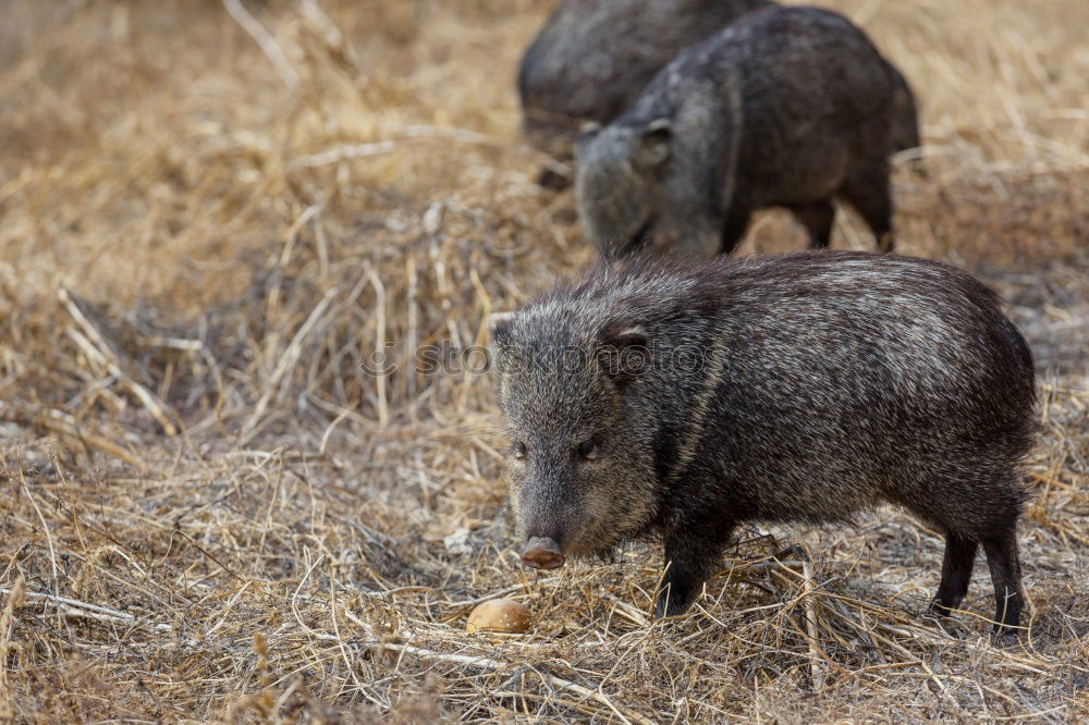 Similar – Portrait of a wild boar