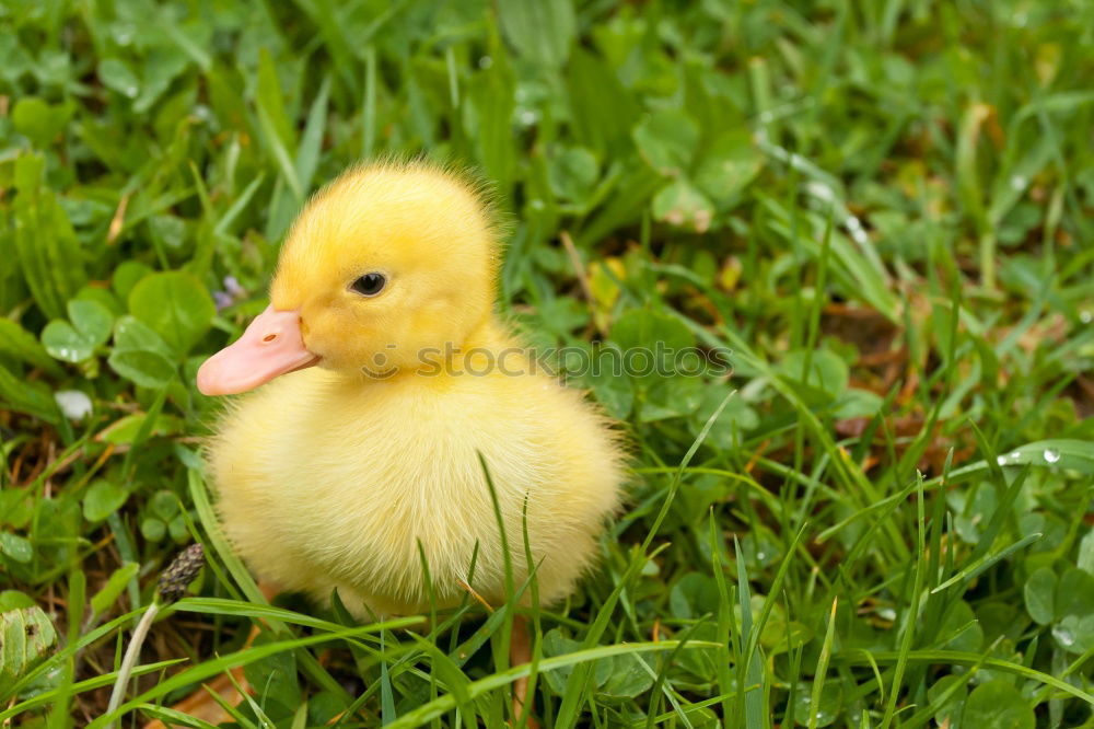 Similar – Image, Stock Photo Childhood memories on a farm.