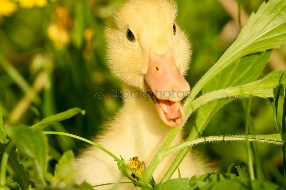 Similar – Image, Stock Photo Little curious duck in the hands of a girl