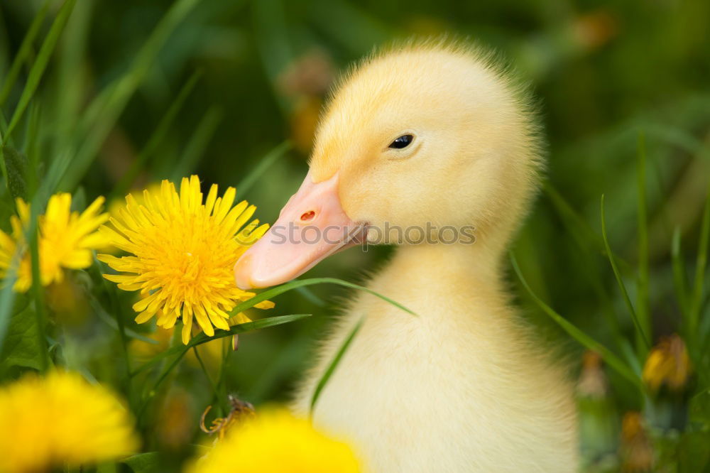 Similar – Image, Stock Photo Duckling Chick Bird