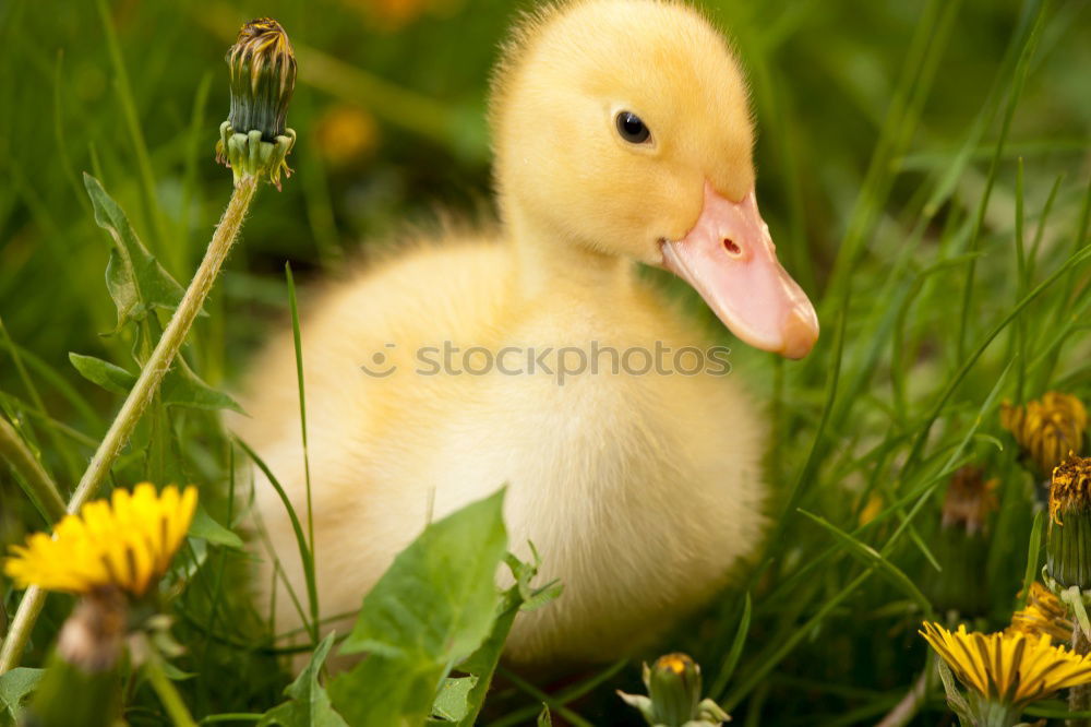 Similar – Image, Stock Photo Duckling Chick Bird