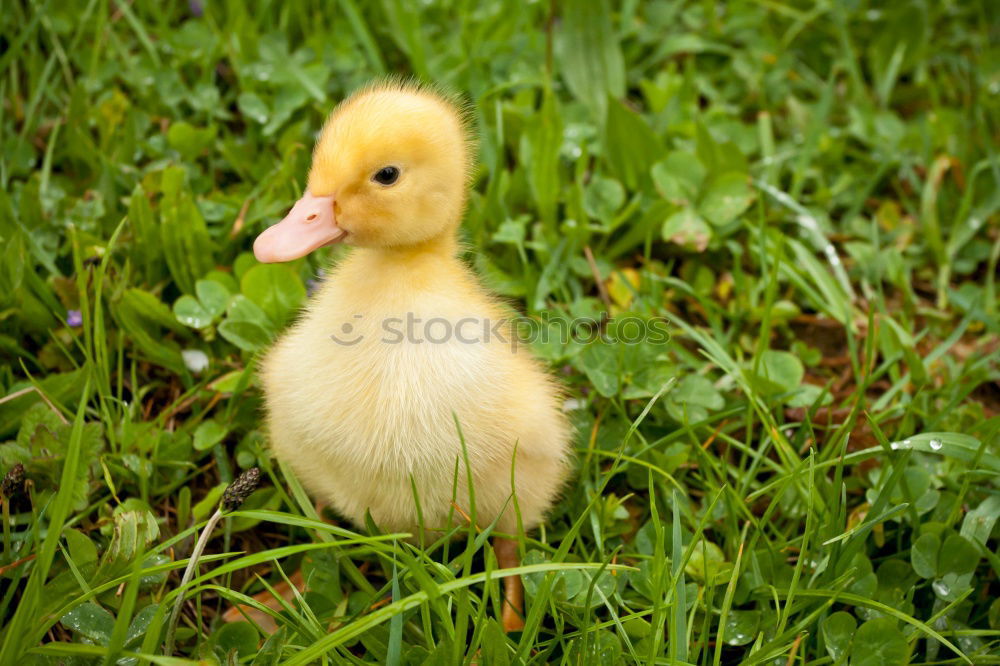 Similar – Image, Stock Photo Fluffy thing Grass Meadow