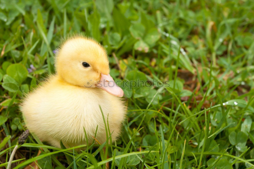 Similar – Image, Stock Photo Childhood memories on a farm.