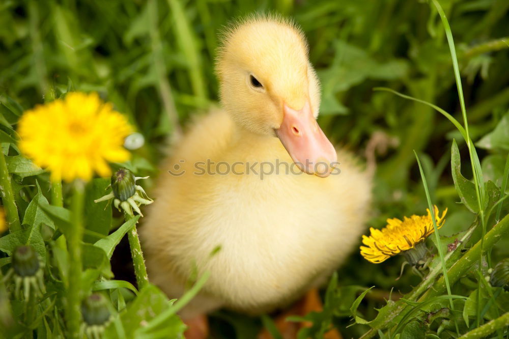 Similar – Image, Stock Photo Duckling Chick Bird