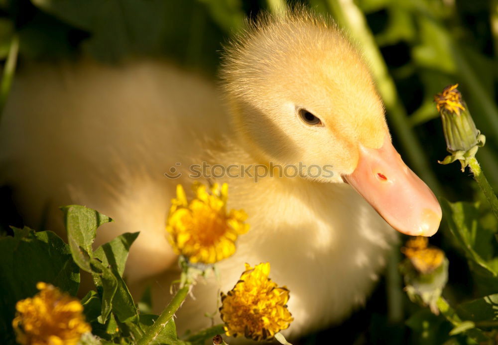 Similar – Image, Stock Photo Duckling Chick Bird