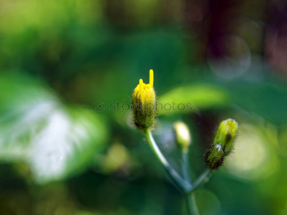 Similar – Image, Stock Photo So stuff halt Blossom