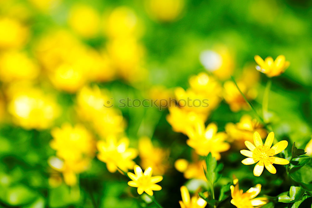 Similar – Golden Spring Colour photo