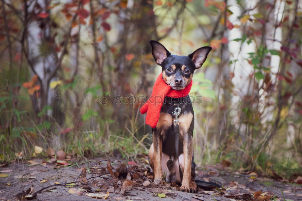 Similar – Image, Stock Photo Dog on seaweed