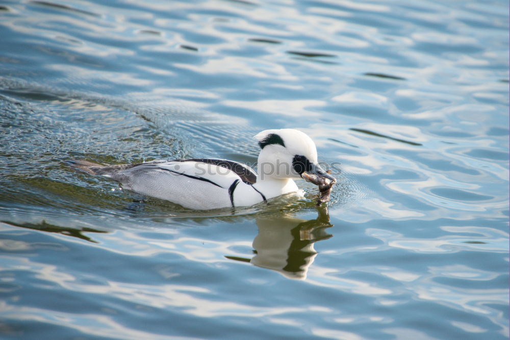 Similar – Hallo! Jemand da? Schwan