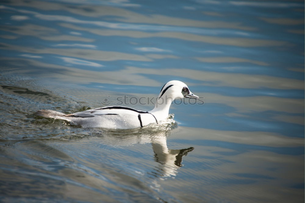 Seevogel Möwe weiß schwarz