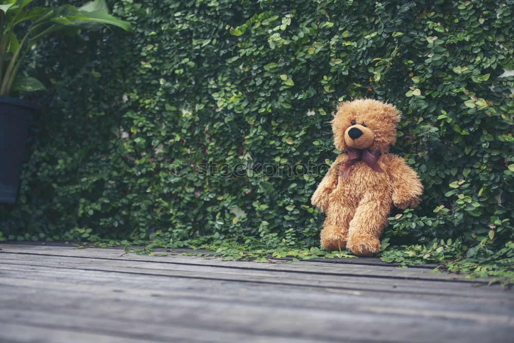 Similar – Image, Stock Photo Teddy bear sitting on a pier.