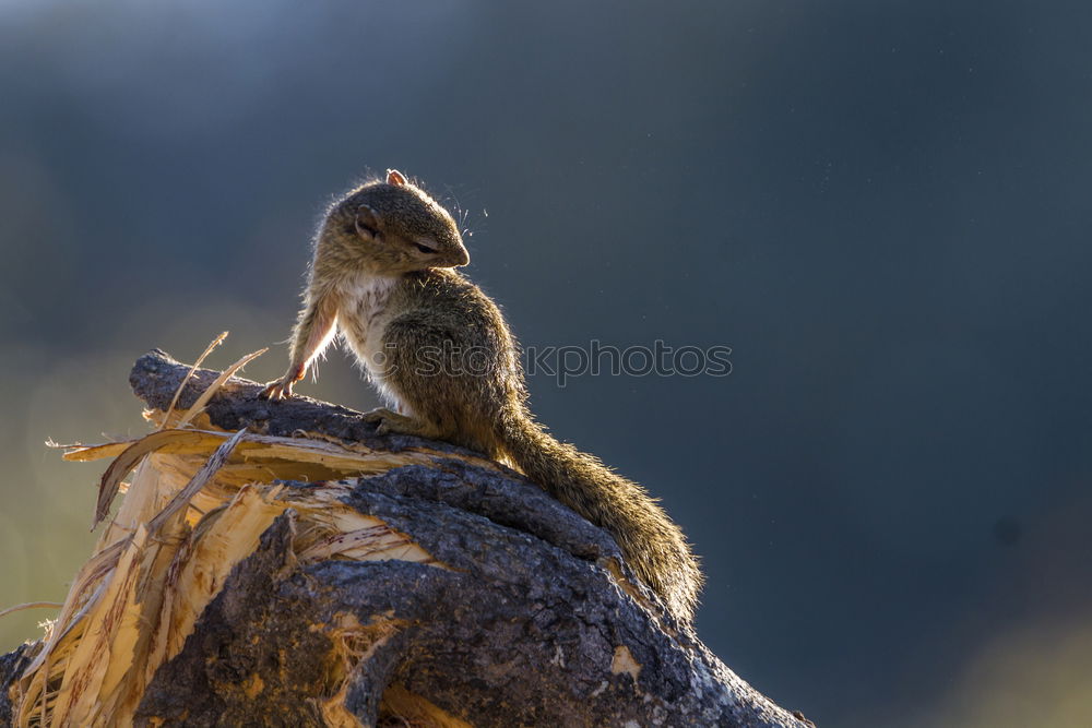 Similar – Shrooms Forest Tree stump