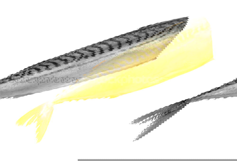 Similar – Image, Stock Photo mackerel Food Fish Seafood
