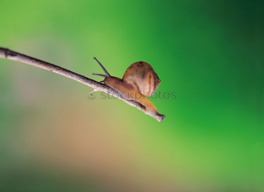 Similar – Foto Bild Hummel grün Blatt Insekt