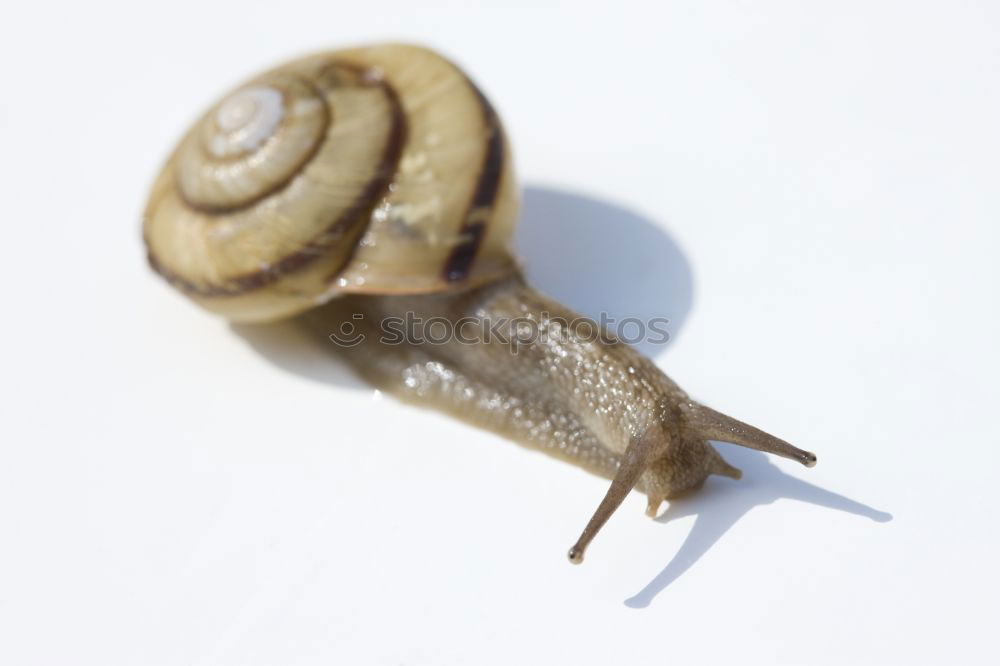 Similar – Gary Snail shell Seam