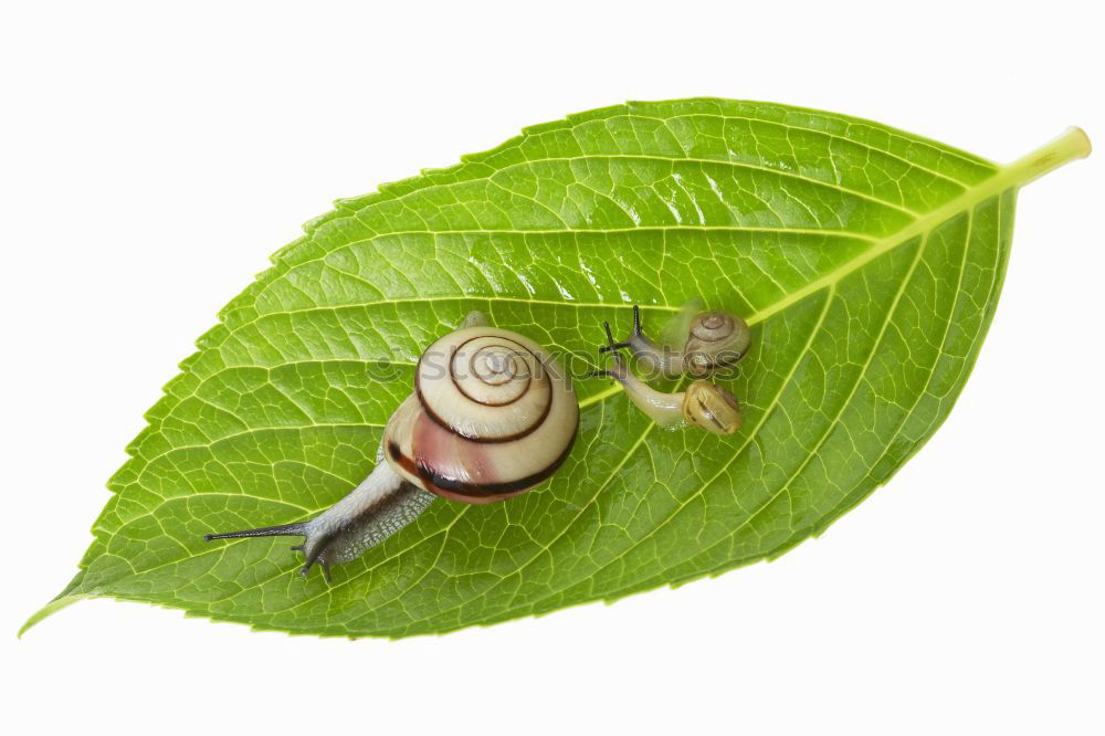 Similar – Image, Stock Photo acorns on a twig with leaves on white Background