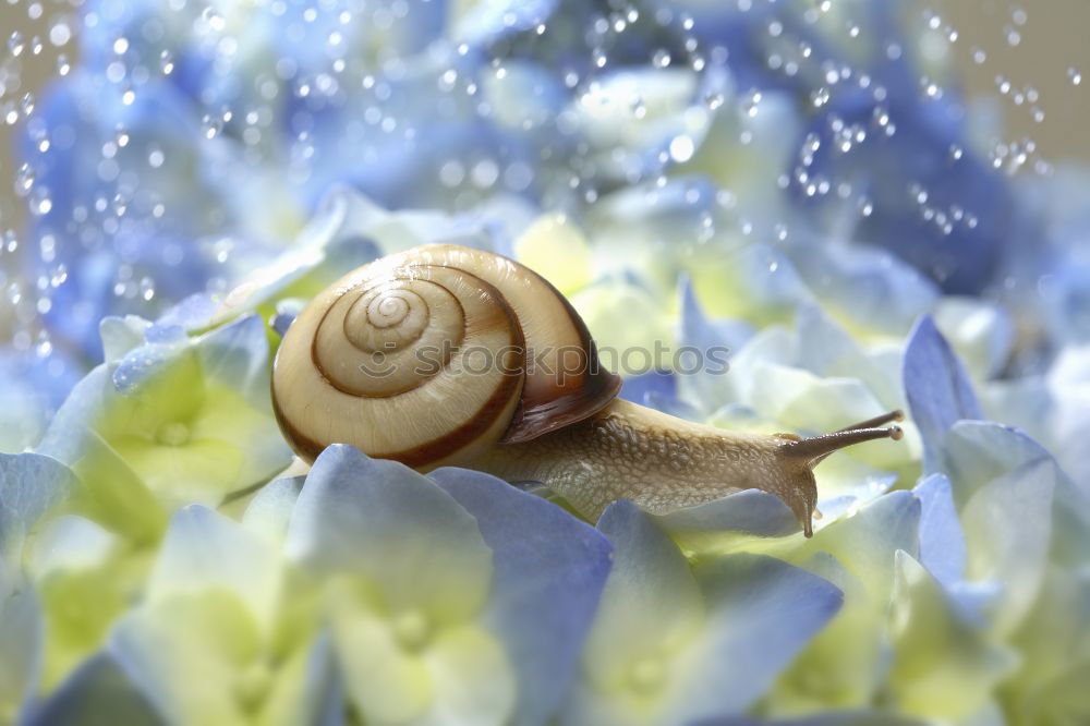 Similar – Image, Stock Photo snail shell Elegant Style